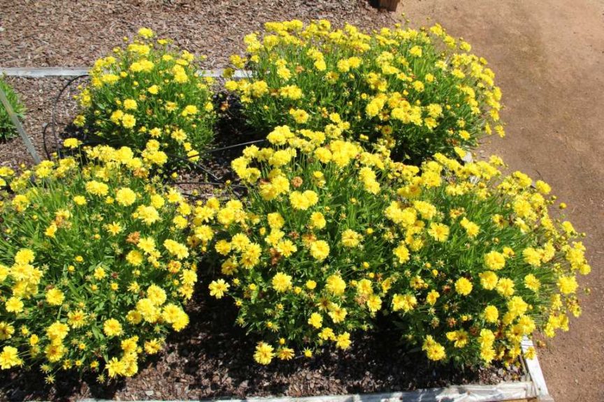 Coreopsis 'Leading Lady Charlize'