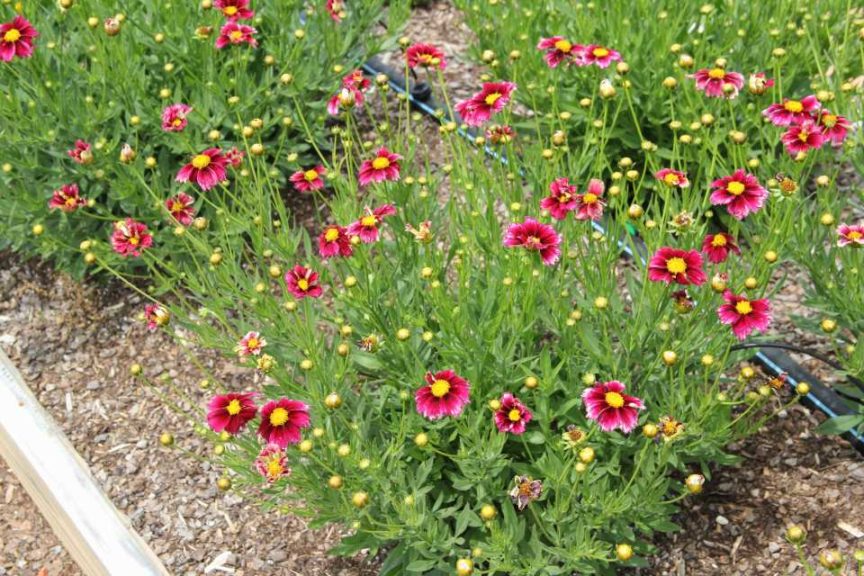 Coreopsis 'Ka-Pow Cerise'
