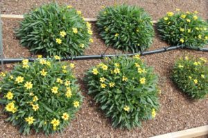 Coreopsis 'Uptick Gold and Bronze'