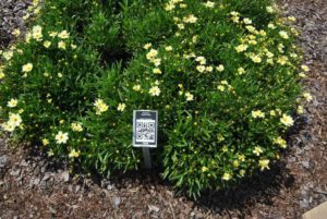 2016 Metrolina Greenhouses Field Trials