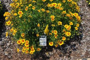 2016 Metrolina Greenhouses Field Trials