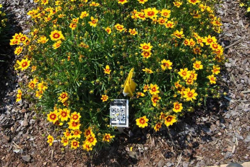 2016 Metrolina Greenhouses Field Trials