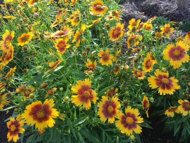 2016 Louisiana State University Field Trials