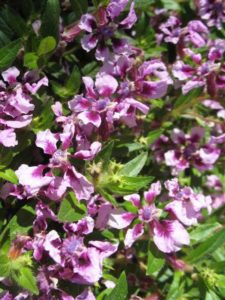 2016 Missouri Botanical Garden Field Trials