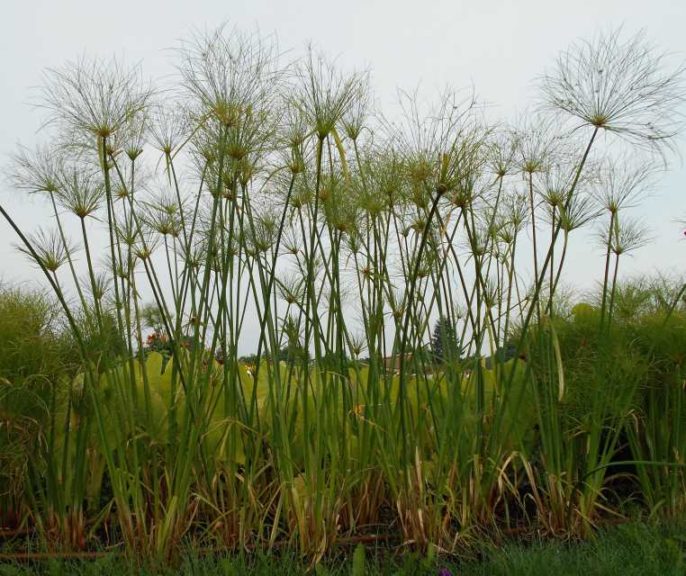 Cyperus 'King Tut'