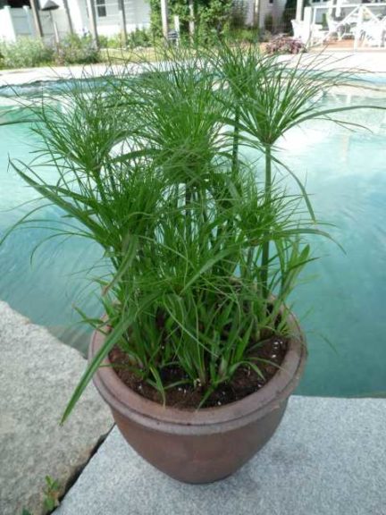 2016 D.S. Cole Growers Field Trials