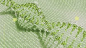 Several Plant-Research Breakthroughs Made