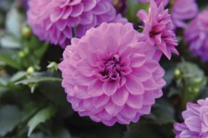 2016 D.S. Cole Growers Field Trials