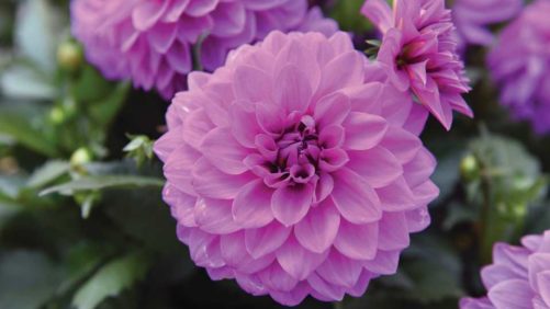 D.S. Cole Growers 2016 Field Trials Results