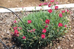 Dianthus 'Bicolor Purple'