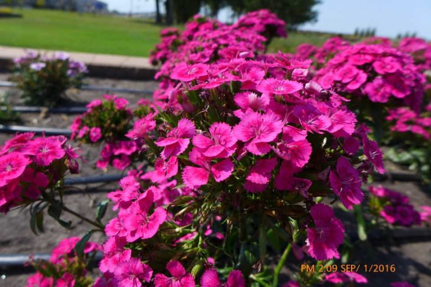 2016 North Dakota State University Field Trials Results