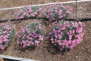 Dianthus 'Superstar'