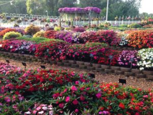 2016 Mast Young Plants Field Trials Results