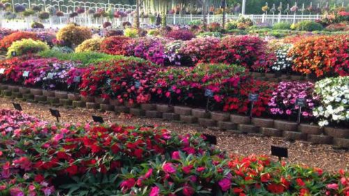 2016 Mast Young Plants Field Trials Results