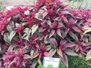 2016 Louisiana State University Field Trials