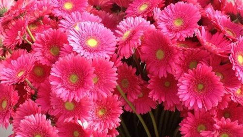 Dramm & Echter Donates Pink Gerbera Daisies During Susan G. Komen San Diego 3-Day Event