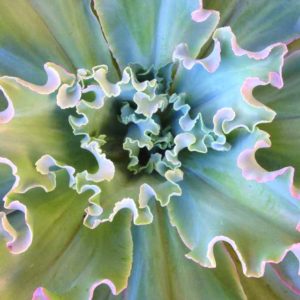 2016 D.S. Cole Growers Field Trials