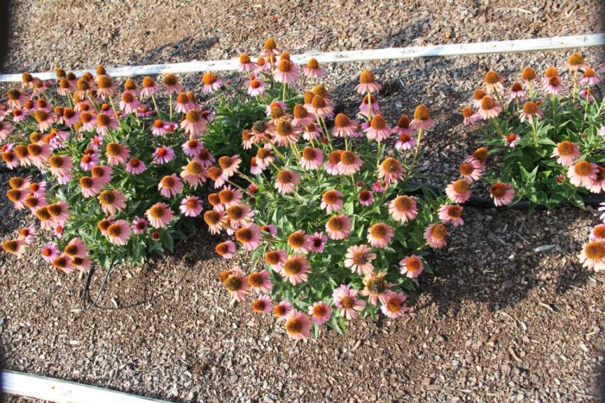 Echinacea 'In Love'