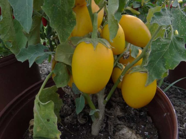 2016 North Carolina State University Field Trials Results