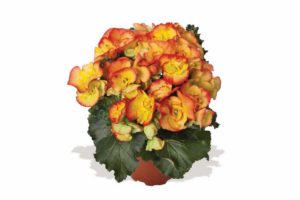 2016 D.S. Cole Growers Field Trials