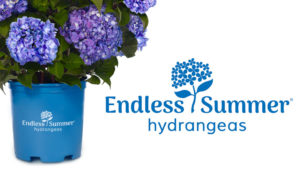 Endless Summer Hydrangeas Will Soon Feature New Identity