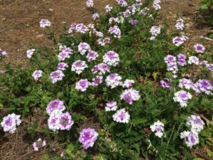 2016 Louisiana State University Field Trials