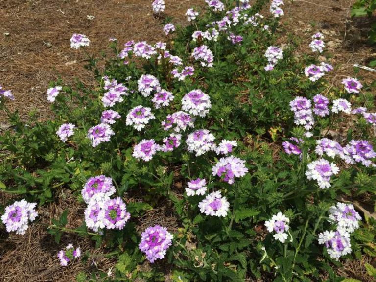 2016 Louisiana State University Field Trials