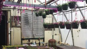 Upcoming MSU Online Greenhouse Courses Target Lighting, Biocontrols