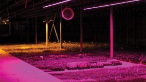 Evaluating Greenhouse Supplemental Lighting For Young And Finished Plant Production