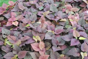 2016 Kansas State University Field Trials