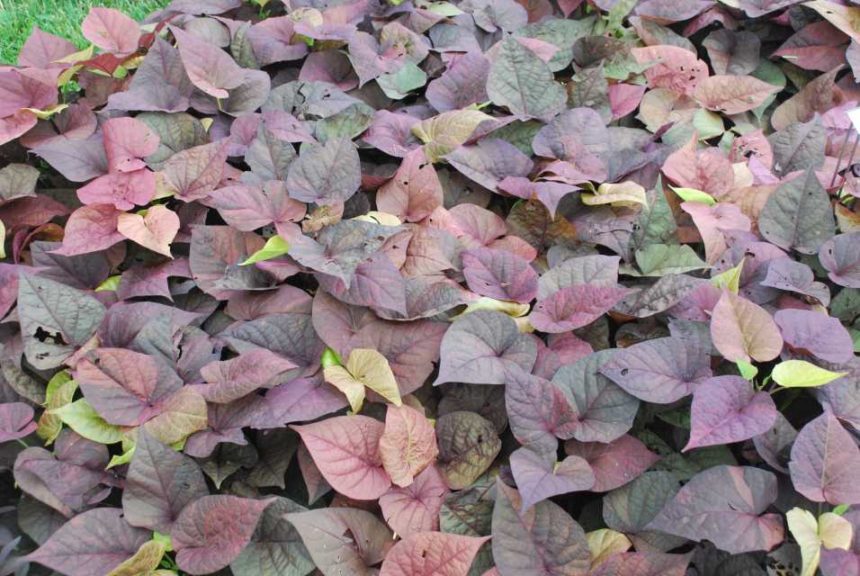 2016 Kansas State University Field Trials