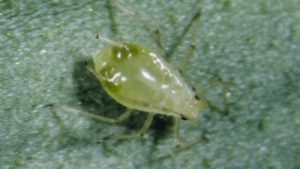 How Greenhouse Growers Can Manage The Foxglove Aphid