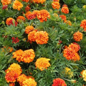 Tagetes (French Marigold) 'fireball'