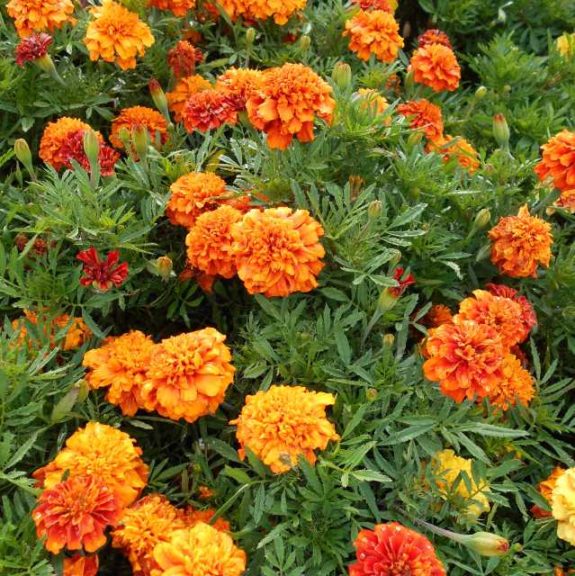 Tagetes (French Marigold) 'fireball'