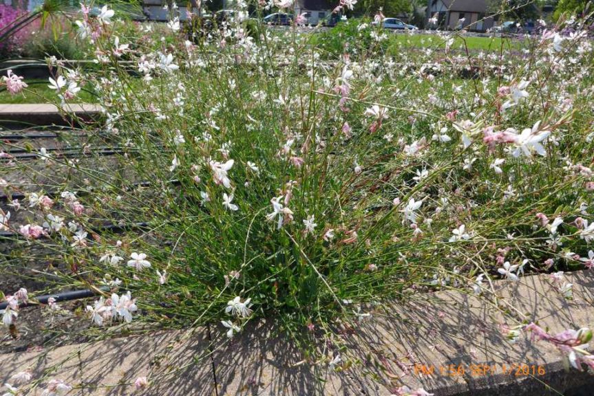 2016 North Dakota State University Field Trials Results