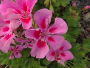 2016 North Carolina State University Field Trials Results