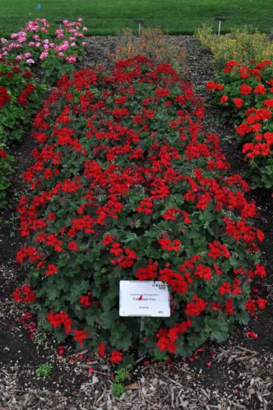 2016 Colorado State University Field Trials 