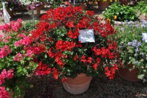 2016 Colorado State University Field Trials 