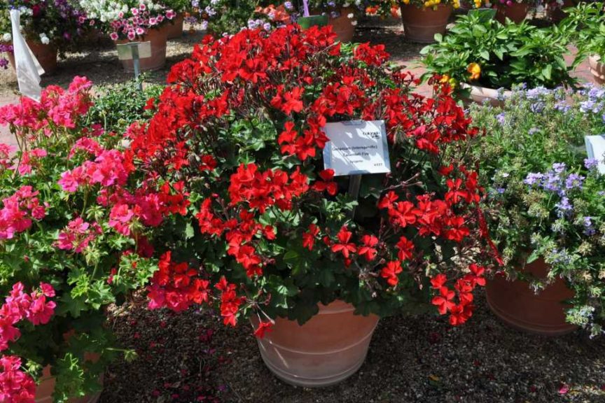 2016 Colorado State University Field Trials 