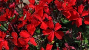 Colorado State University 2016 Field Trials Results