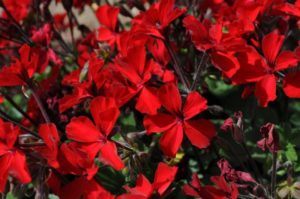 2016 Colorado State University Field Trials 