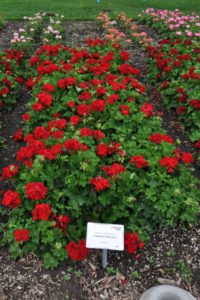 2016 Colorado State University Field Trials 