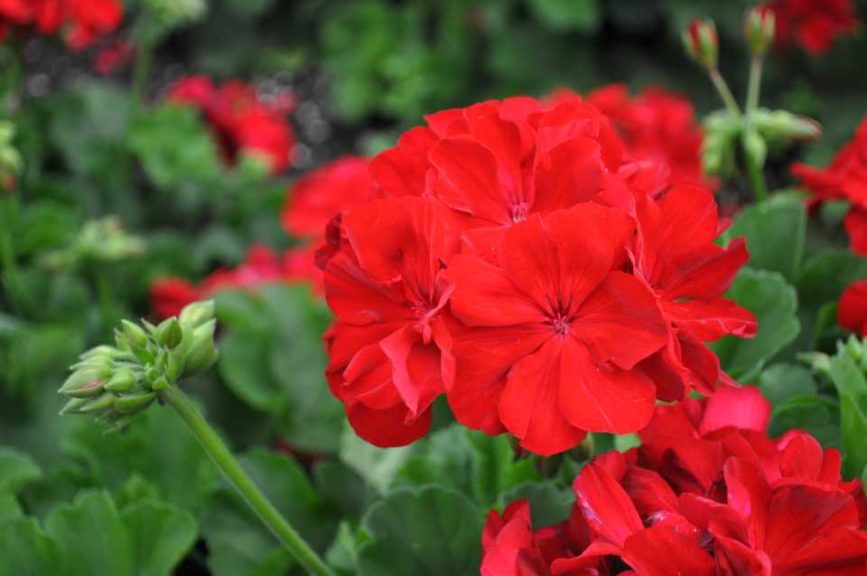 2016 Colorado State University Field Trials 