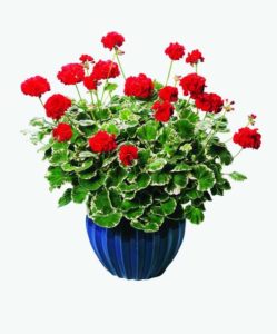 2016 D.S. Cole Growers Field Trials