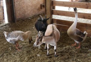 The endless appeal of animals