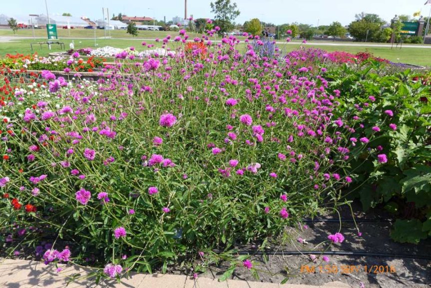 2016 North Dakota State University Field Trials Results