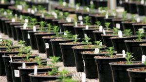 How The Sustainability Movement Impacts Growing Media