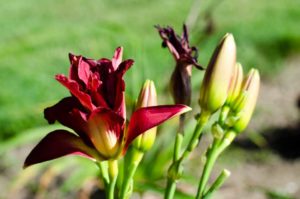 2016 Massachusetts Horticultural Society Field Trials