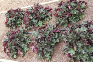 Heuchera 'Billberry'