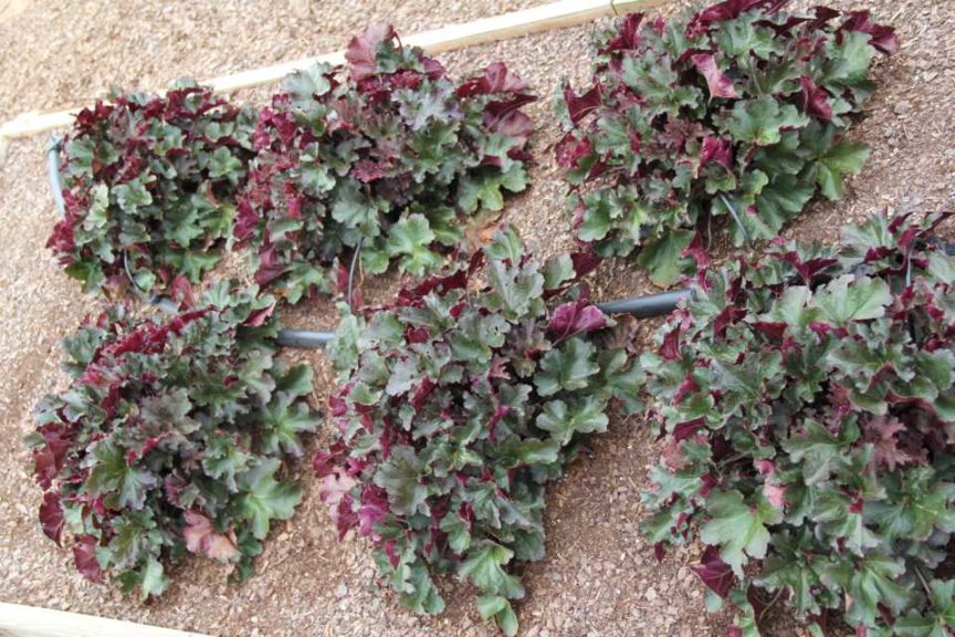 Heuchera 'Billberry'